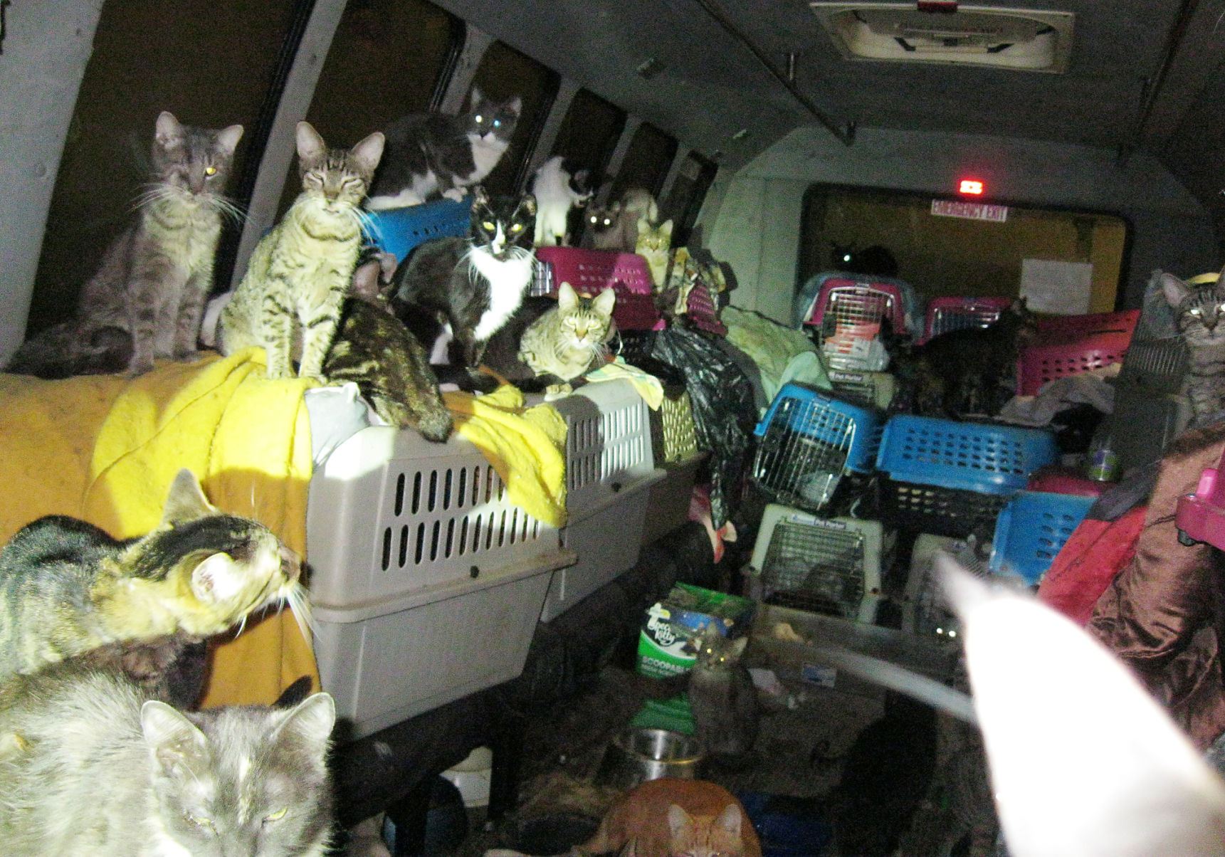 Cat hoarding